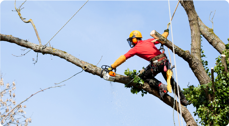 Tree Care
